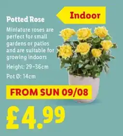 Lidl Potted Rose offer