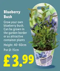 Lidl Blueberry Bush offer