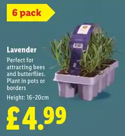 Lidl Lavender offer