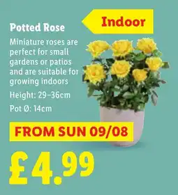 Lidl Potted Rose offer