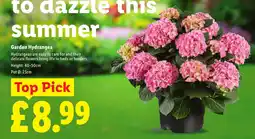 Lidl Garden Hydrangea offer