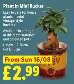 Lidl Plant in Mini Bucket offer