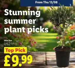 Lidl Olive Tree offer