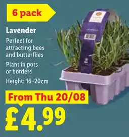 Lidl Lavender offer