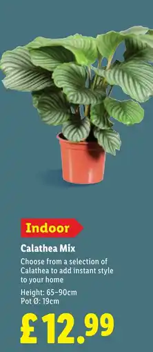 Lidl Calathea Mix offer