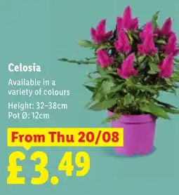 Lidl Celosia offer