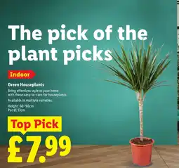 Lidl Indoor Green Houseplants offer