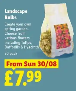 Lidl Landscape Bulbs offer
