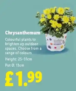 Lidl Chrysanthemum offer