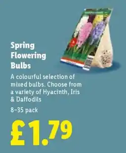 Lidl Spring Flowering Bulbs offer
