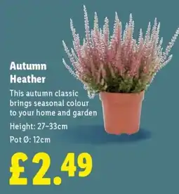 Lidl Autumn Heather offer