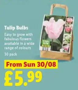 Lidl Tulip Bulbs offer