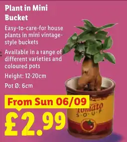 Lidl Plant in Mini Bucket offer