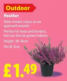 Lidl Outdoor Heather offer