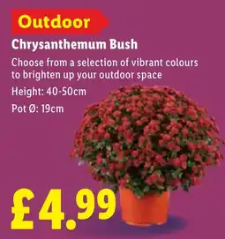 Lidl Chrysanthemum Bush offer