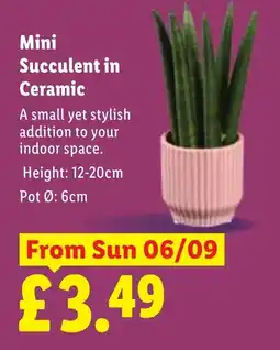 Lidl Mini Succulent in Ceramic offer