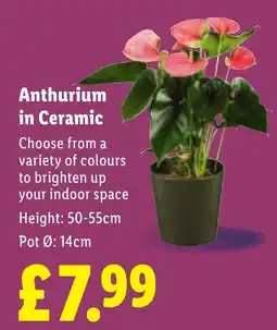 Lidl Anthurium in Ceramic offer