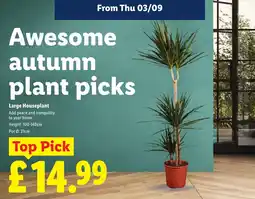 Lidl Awesome autumn plant picks offer