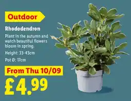 Lidl Rhododendron offer