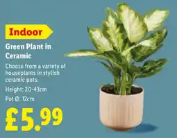 Lidl Green Plant in Ceramic offer