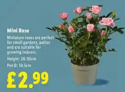 Lidl Mini Rose offer
