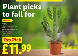 Lidl Cactus offer
