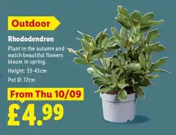Lidl Rhododendron offer