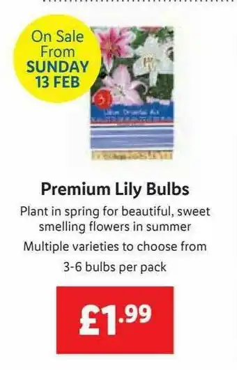 Lidl Premium Lily Bulbs offer