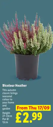 Lidl Bicolour Heather offer