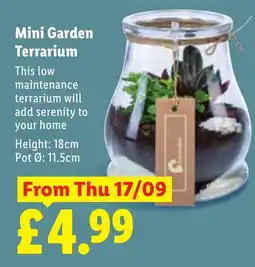 Lidl Mini Garden Terrarium offer