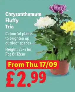 Lidl Chrysanthemum Fluffy Trio offer