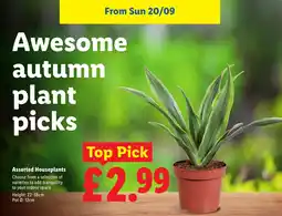 Lidl Assorted Houseplants offer