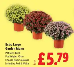 Lidl Extra Large Garden Mums offer