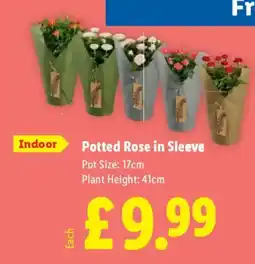 Lidl Potted Rose in Sleeve offer