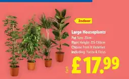 Lidl Indoor Large Houseplants offer