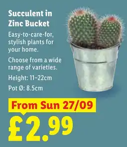 Lidl Succulent in Zinc Bucket offer