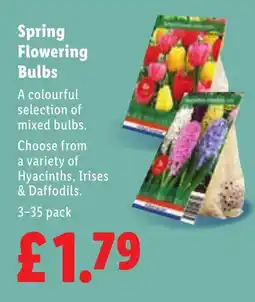 Lidl Spring Flowering Bulbs offer
