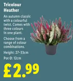 Lidl Tricolour Heather offer