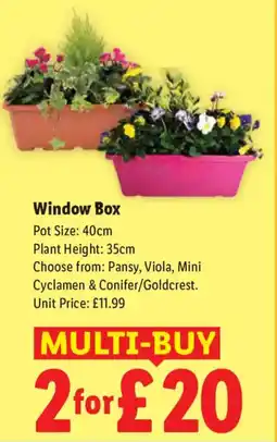 Lidl Window Box offer