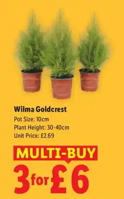 Lidl Wilma Goldcrest offer