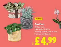 Lidl Cosy Plant offer