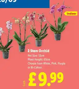 Lidl 2 Stem Orchid offer