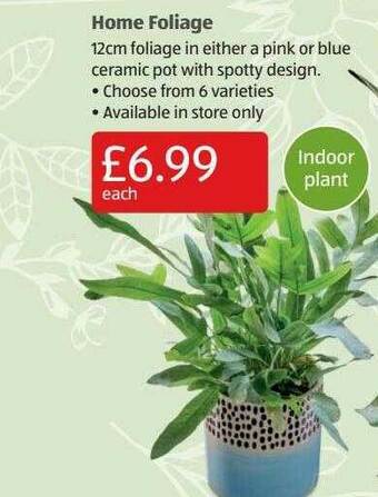 Aldi Home Foliage offer