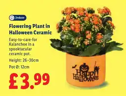 Lidl Flowering Plant in Halloween Ceramic offer