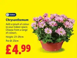 Lidl Chrysanthemum offer