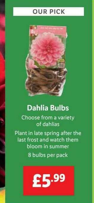 Lidl Dahlia Bulbs offer