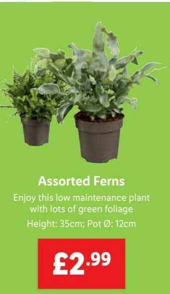 Lidl Assorted Ferns offer