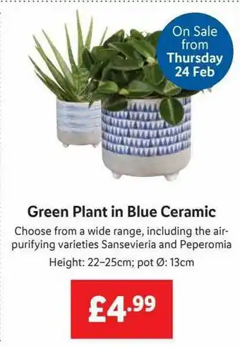 Lidl Green Plant In Blue Ceramic offer