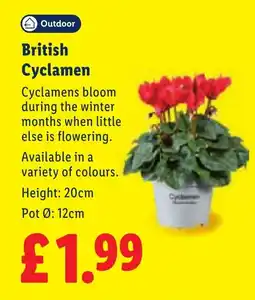 Lidl British Cyclamen offer