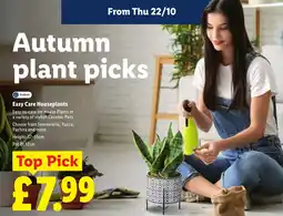Lidl Autumn plant picks offer